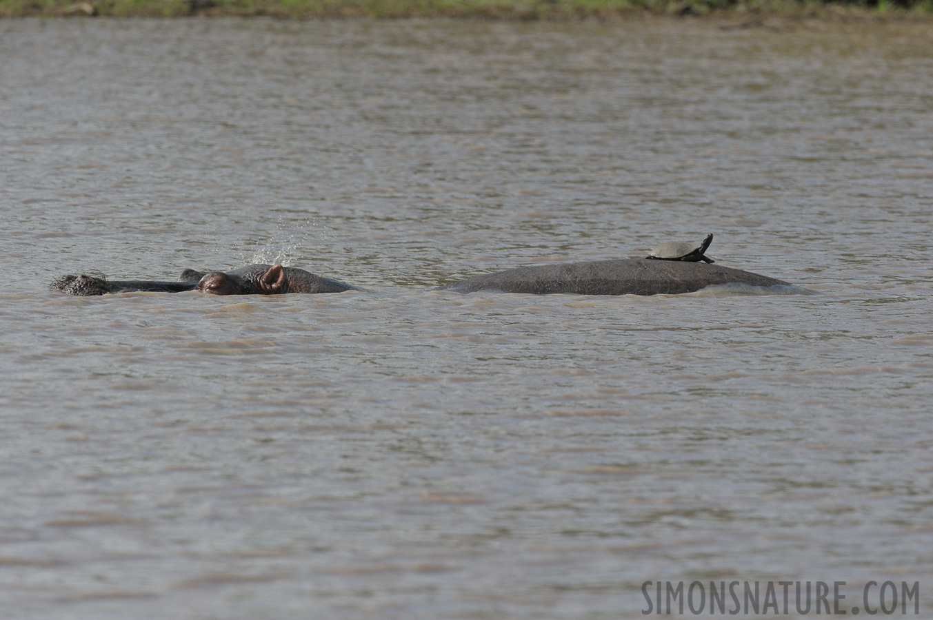 Hippopotamus amphibius capensis [460 mm, 1/4000 sec at f / 8.0, ISO 1600]